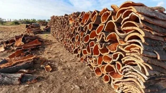 Production of over 3,000 quintals of cork in 2026