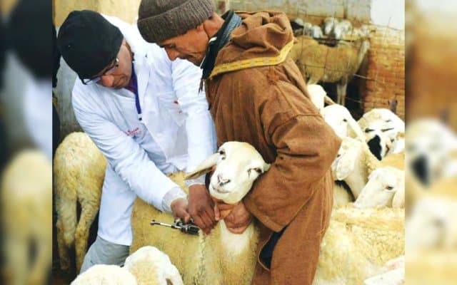 Protection of livestock against diseases: Vaccine manufacturing project in Algeria