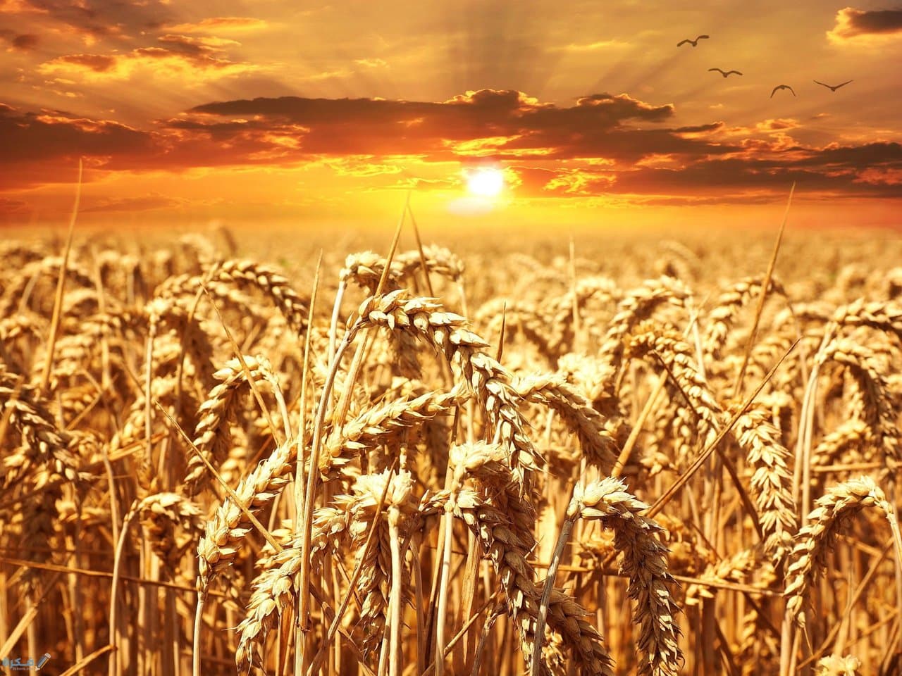 Registration of 6 new varieties of wheat and barley.. The university is at the service of national development - Iqtissad Al Balad