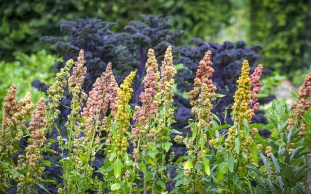 Sidi Bel Abbès: Quinoa as an agricultural diversification lever
