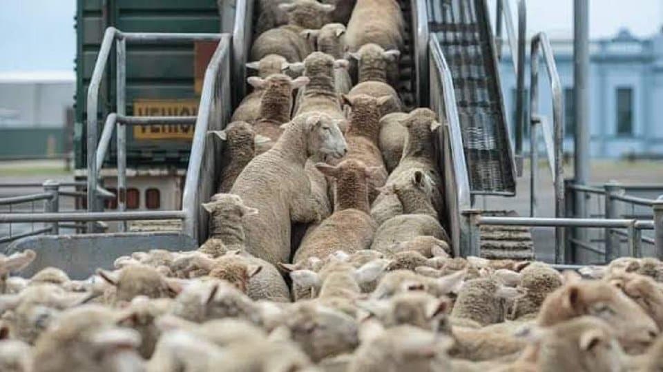 Starting next week.. Accelerating the import of sacrificial animals and completing shipments until May 20