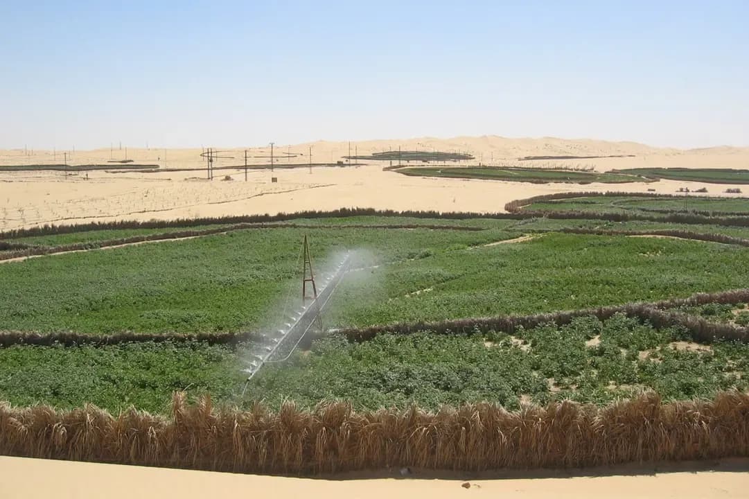 Strategic crops in the Sahara: ODAS mobilizes investors in Touggourt