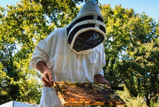 Structuring the honey sector to create jobs in rural areas