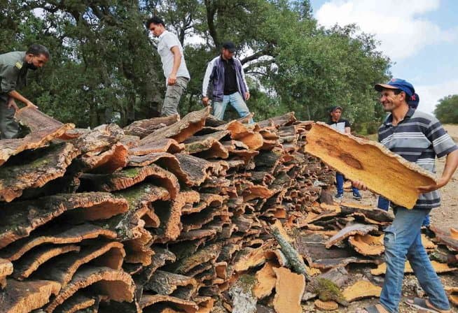 Surge in Cork Production in Tizi Ouzou by 2026 - Iqtissad Al Balad