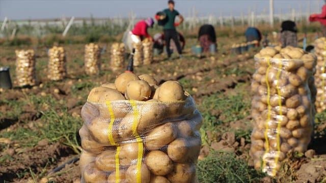 Technical Day in Mila to Enhance Potato Production and Improve Yield