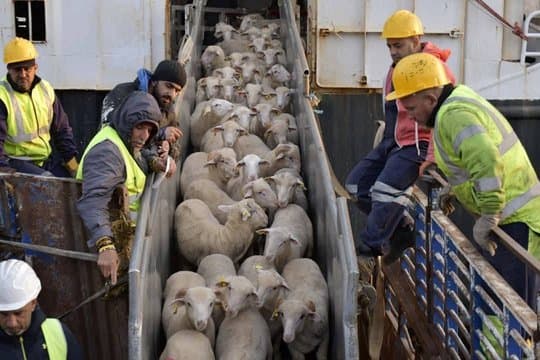 Tens Port in Chlef: Arrival of a New Shipment of Sheep Heads from Spain