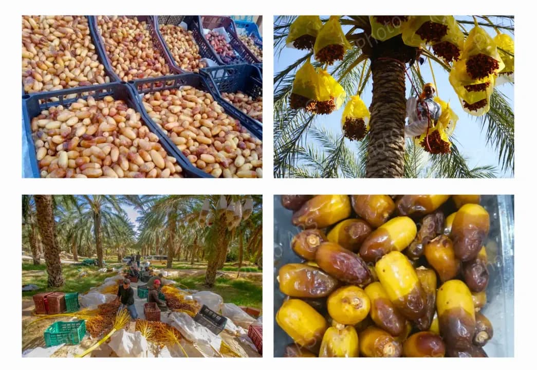 The emergence of 'Al-Munqar' dates heralds the start of the harvesting season
