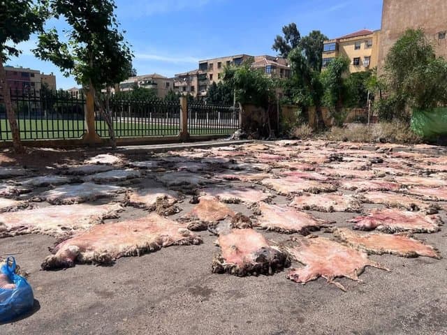 The National Campaign for Collecting Eid Sacrifice Skins Achieves Positive Results