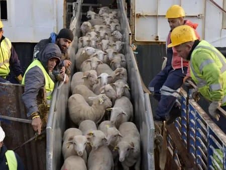 The President directs to expedite the process of importing one million sheep and distributing them in preparation for the upcoming Eid al-Adha