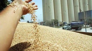 The Professional Office of Cereals Issues an International Tender to Purchase 50,000 Tons of Soft Wheat - Iqtissad Al Balad
