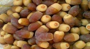 The start of the 'Mongar' date harvesting season