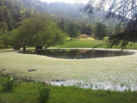 Thénia El-Had National Park Records 40,000 Visitors Since the Beginning of 2026