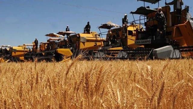 Tiaret: One-stop shops to boost cereal producers