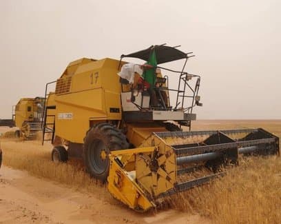Timimoun: Launch of the First Harvest Operation for Wheat Crop under the Algerian-Italian Partnership Project
