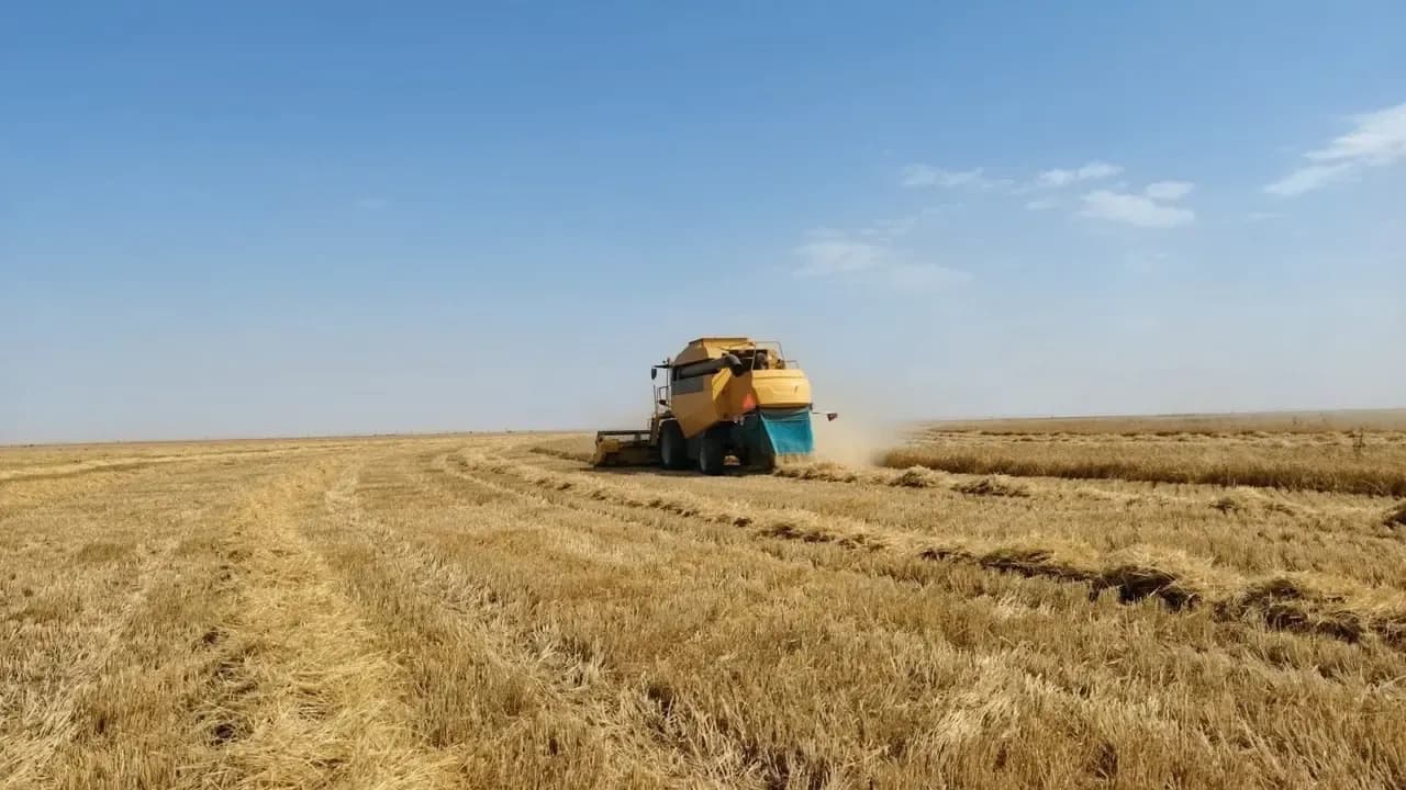 Tissemsilt: Collected over 516,000 quintals of grains