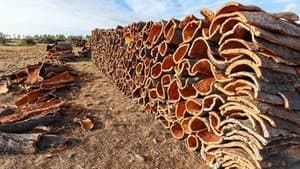 Tizi Ouzou expects to harvest more than 5800 quintals of cork in 2026
