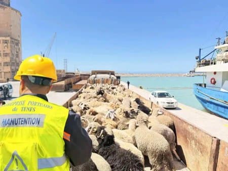 Ténès Port: Arrival of more than 13,000 sheep from Spain