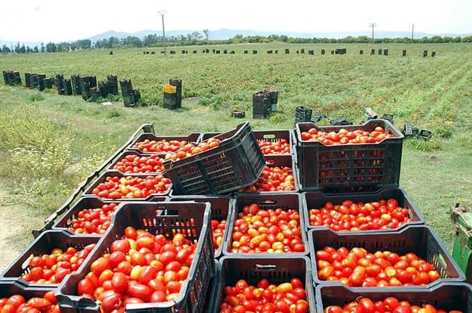 Tomato: The Minister of Agriculture unveils his plan to curb the price crisis