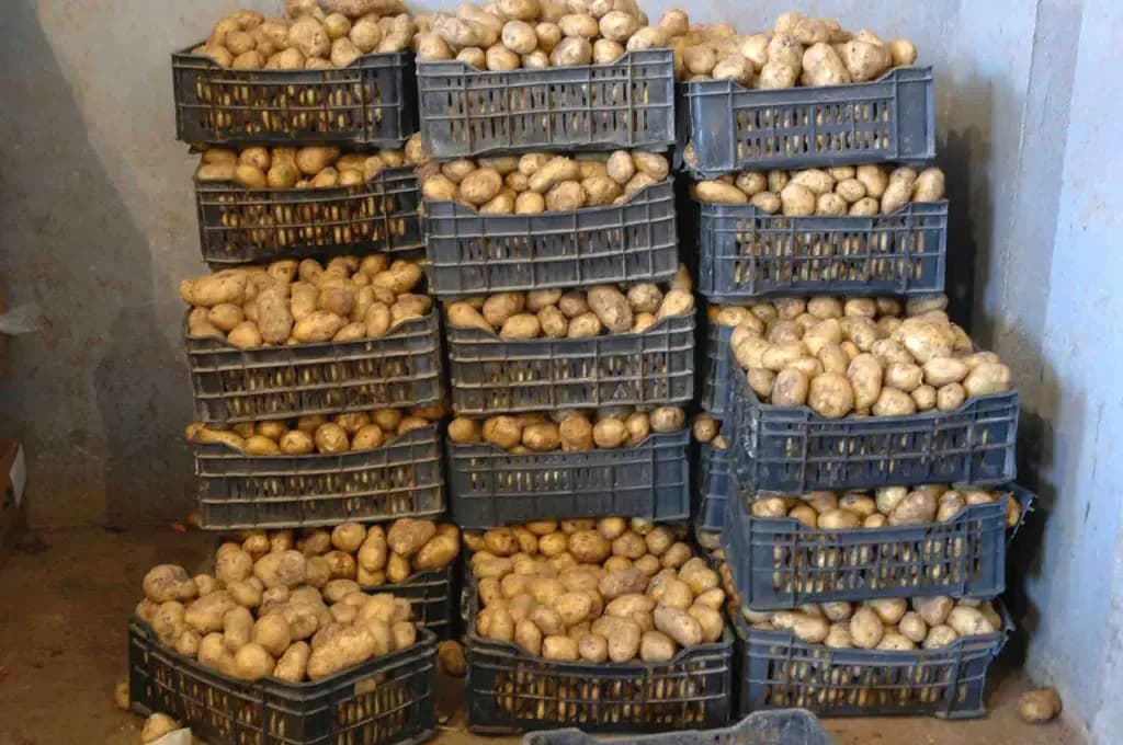 Towards marketing about 6700 tons of stored potatoes