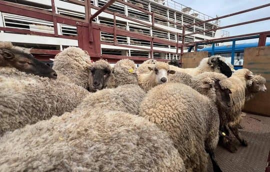 Two ships carrying more than 36,000 heads of sheep from Romania and Spain dock