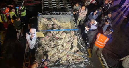 Video: Arrival of the first batches of imported sacrificial animals from Hungary to Constantine Airport