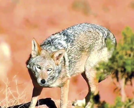 Wildlife Protection: Regulation and Awareness, the Winning Duo