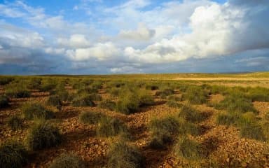 Wool, leather and medicinal plants: New investment opportunities in the steppe