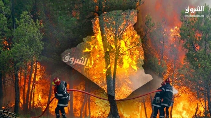 World Bank: 75,000 forest fires hit Algeria over 37 years
