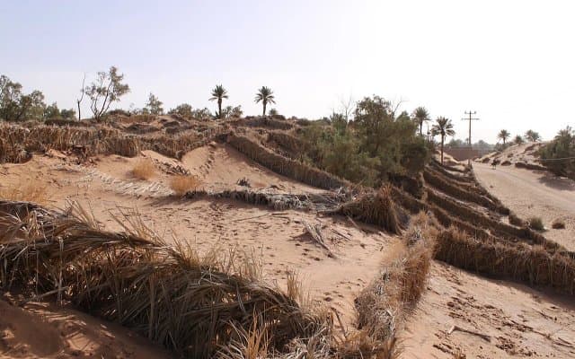 World Day to Combat Desertification and Drought (June 17): Algeria Implements Ambitious Programs