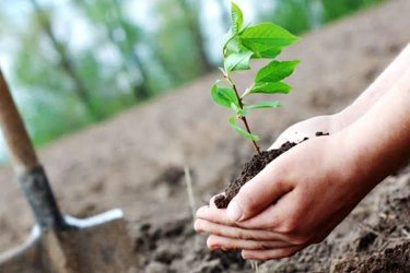 40,000 hectares are restored annually to combat fire losses