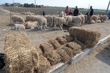 8 Observations on the Meat and Livestock Sector.. and a Report from the President of the Republic