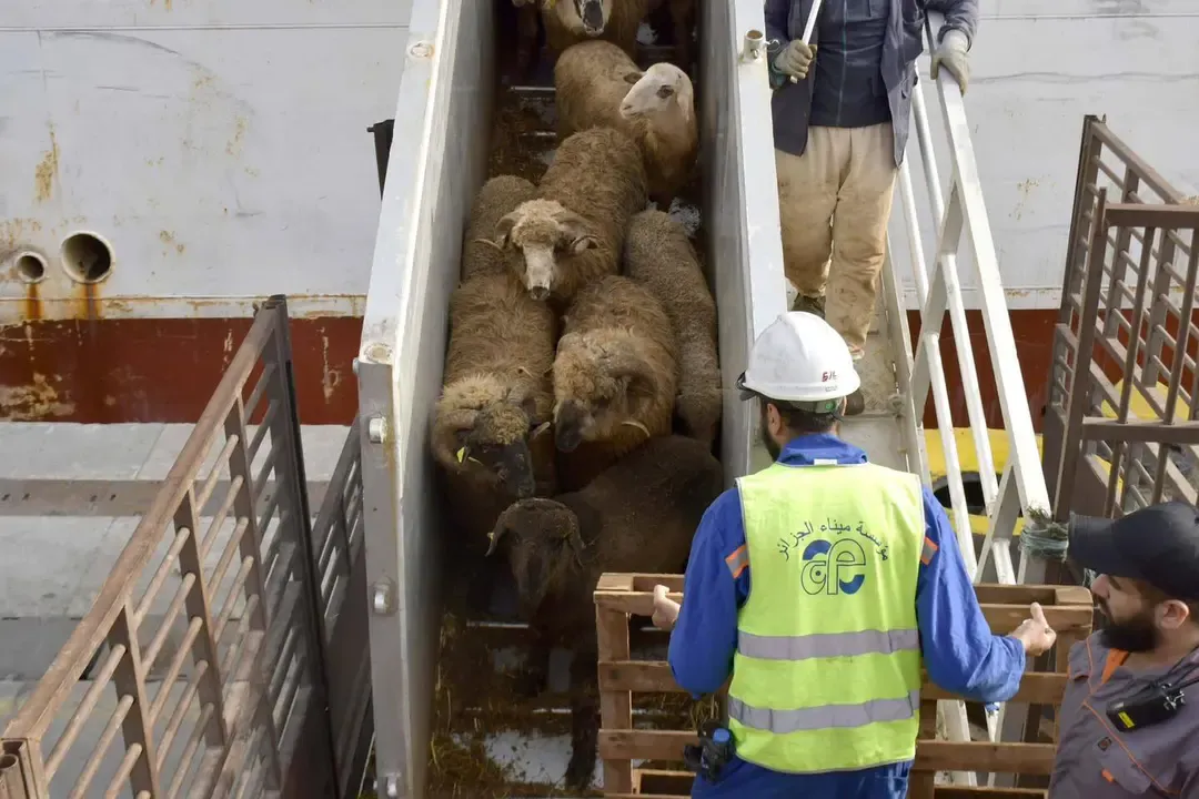 A new shipment of imported sacrificial animals arrives at the Port of Algiers