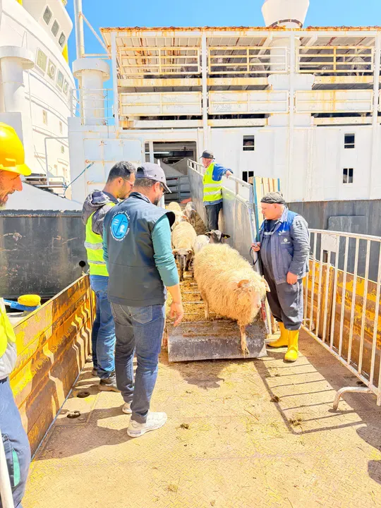 A new shipment of imported sacrificial animals arrives at the port of Tenes