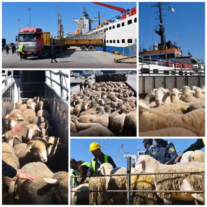 A ship carrying 7,000 heads of sheep docks at the Djendjen port coming from Spain