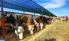 Abundance of Livestock Feed and Increased Production through ONAB Units