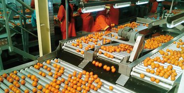 Abundant production, insufficient processing: the industrial challenge of Algerian agriculture