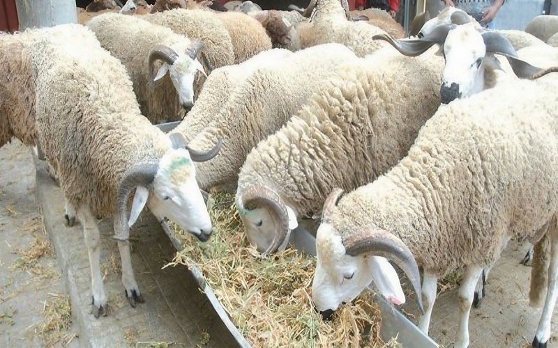 Aïd El-Adha 2026: Tebboune decides to import one million sheep