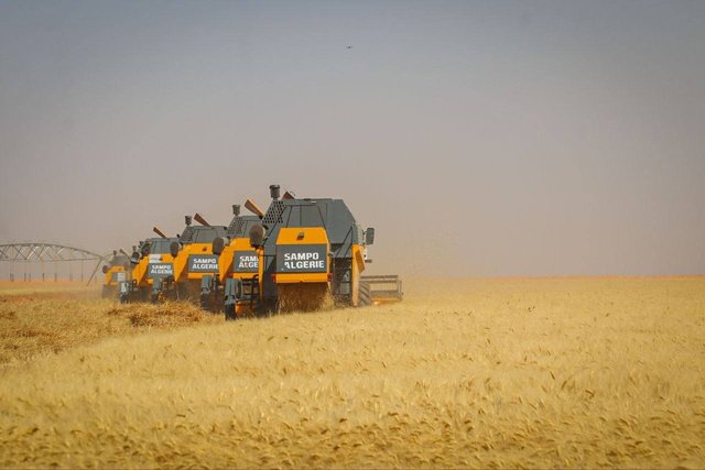 Adrar: Expected production exceeds 1.7 million quintals of wheat with the start of the harvest campaign