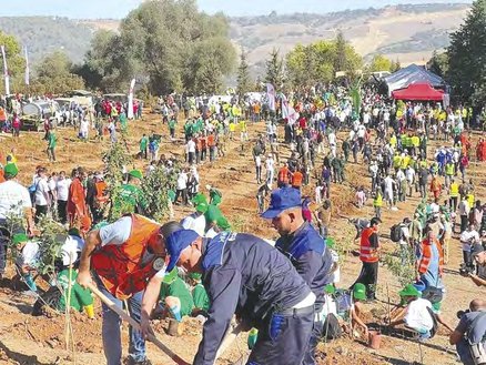 After the climate challenge: Algiers engages in the reconquest of the green belt