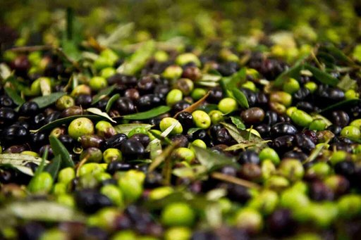 After the steppe, the Sahara: the olive tree, an economic choice under conditions