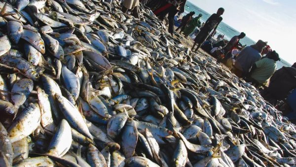Agreement allows Algerian ships to enter Mauritanian fishing areas