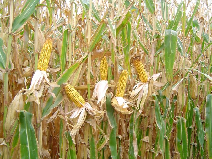 Agricultural development: An ambitious program for corn cultivation in the south