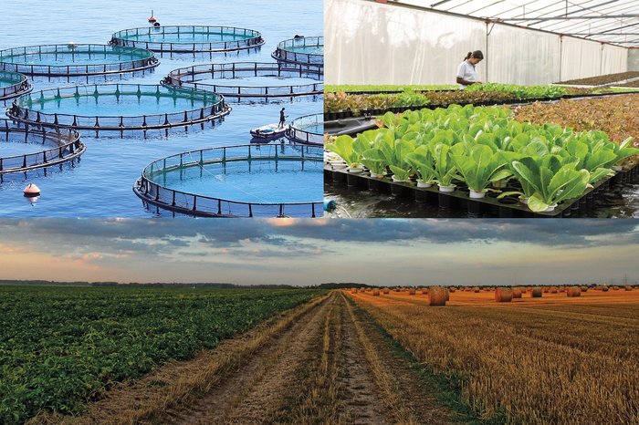 Agricultural Value Chain: The Invisible Link Conditioning Food Sovereignty