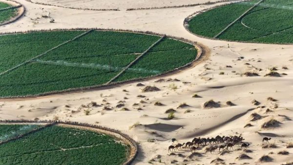 Agriculture contributes about 15 percent of the gross domestic product