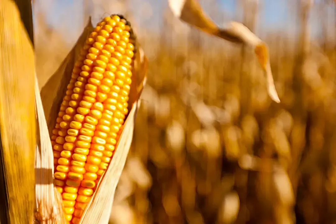 Agriculture Ministry: Importing Additional Quantities of Corn