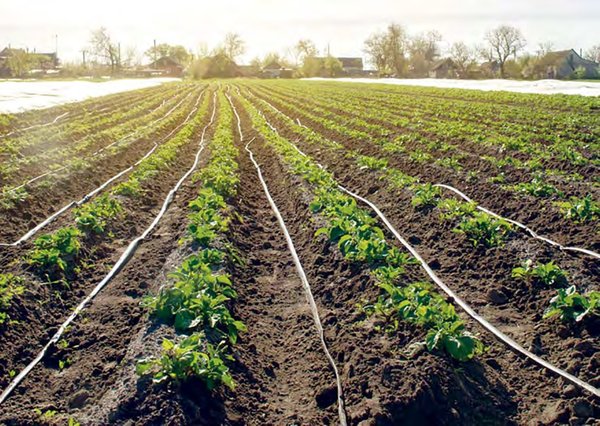 Agriculture sector: A revolution in progress