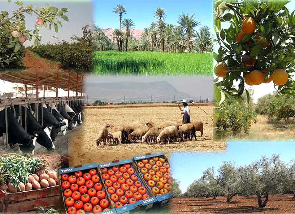 Algeria 2026: producing to feed 45 million Algerians, at what real energy cost?