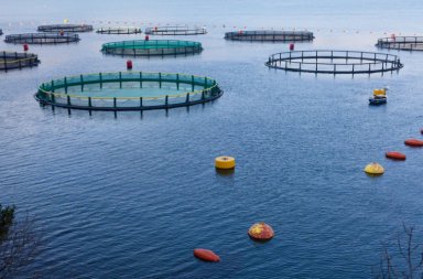 Algeria aims to increase aquaculture production to over 20,000 tons by 2027 - Iqtissad Al Balad
