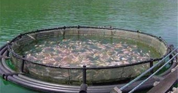 Algeria aims to produce 20,000 tons of aquaculture products by 2027