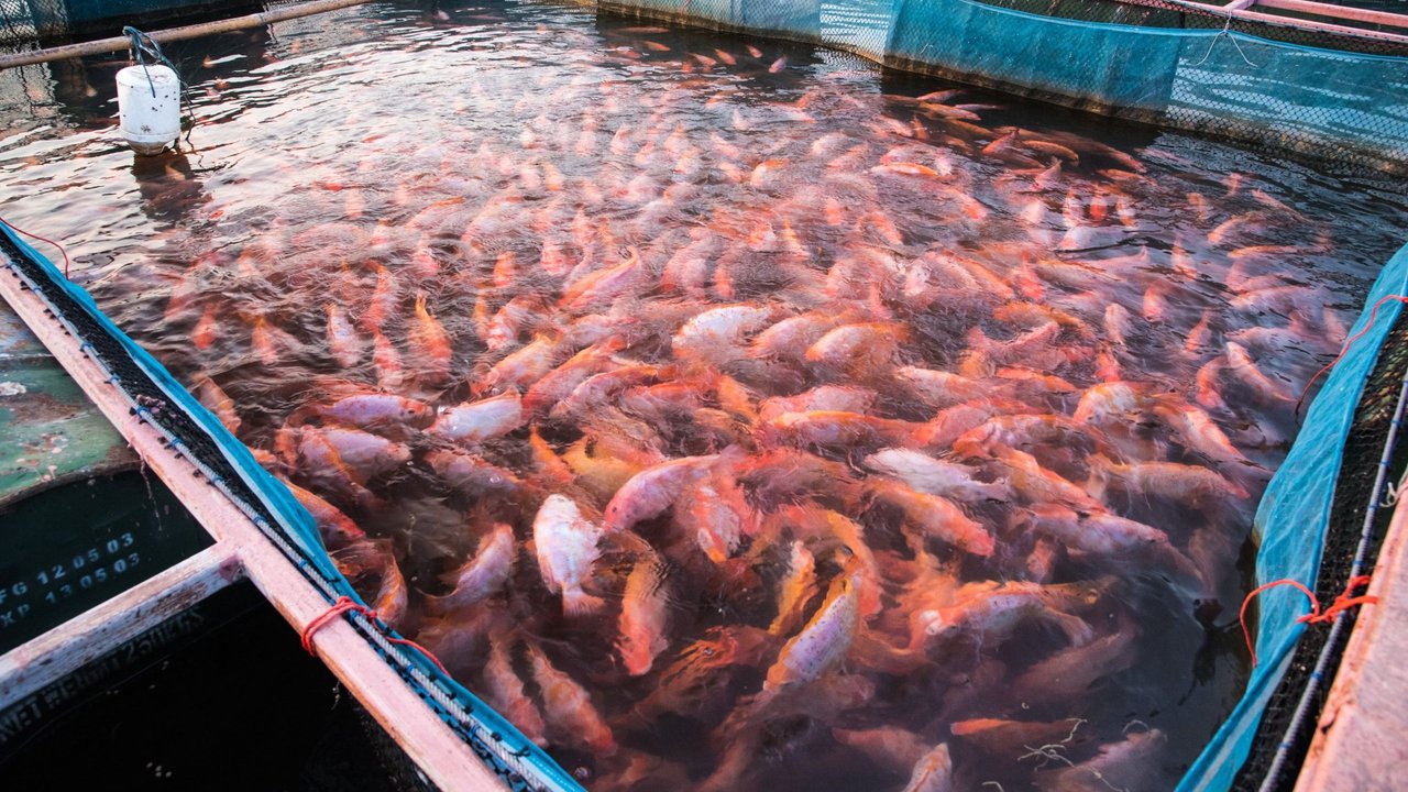 Algeria aims to produce more than 20,000 tons of aquaculture fish by 2027